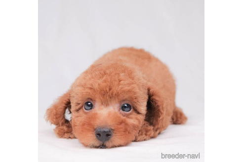 成約済の東京都のトイプードル-194625の2枚目